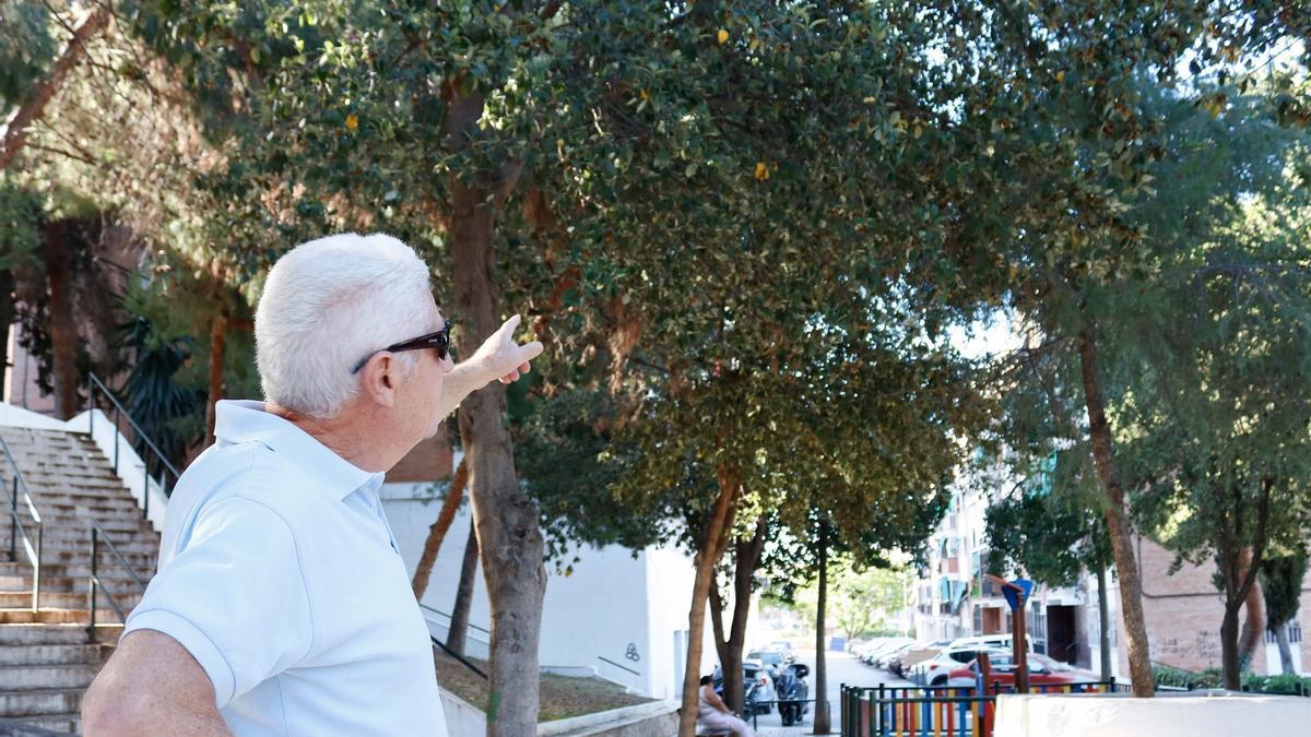Mariano López señala las 'Lagunaria patersonia' o árboles pica-pica.