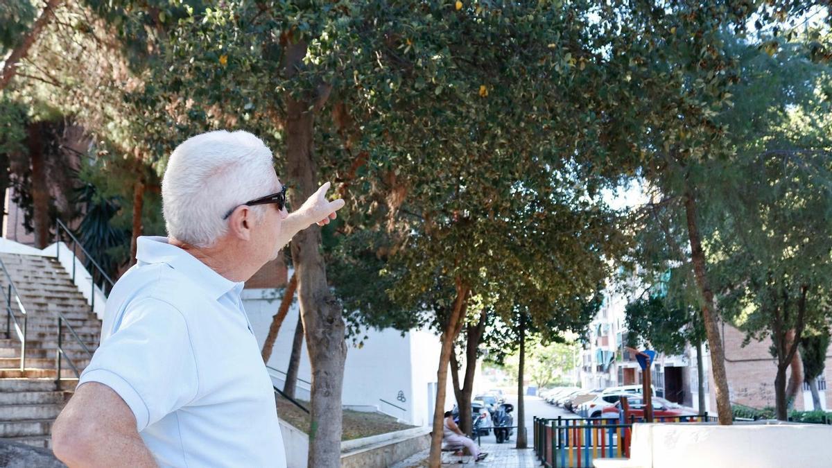 Mariano López señala las 'Lagunaria patersonia' o árboles pica-pica.