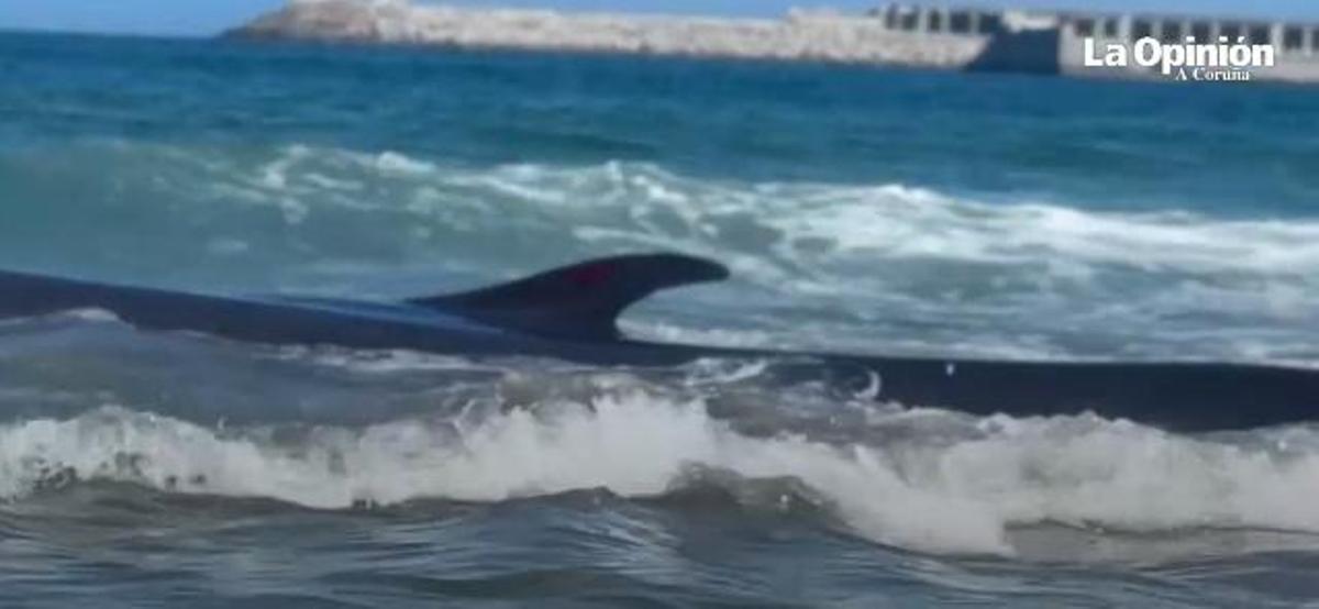 Rescate de la ballena varada en Arteixo