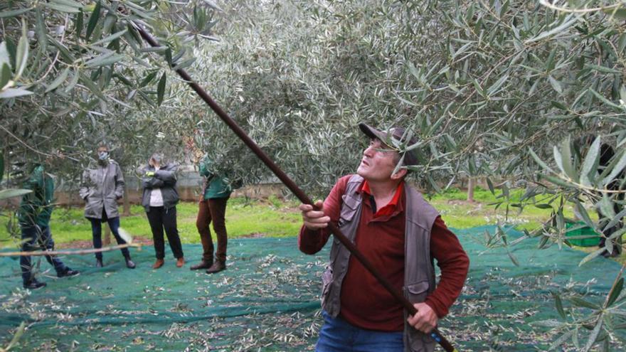 Los olivos, una plantación que requiere paciencia