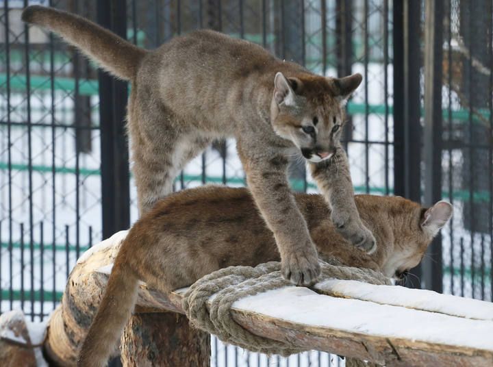 Cougars play in zoo in Krasnoyarsk