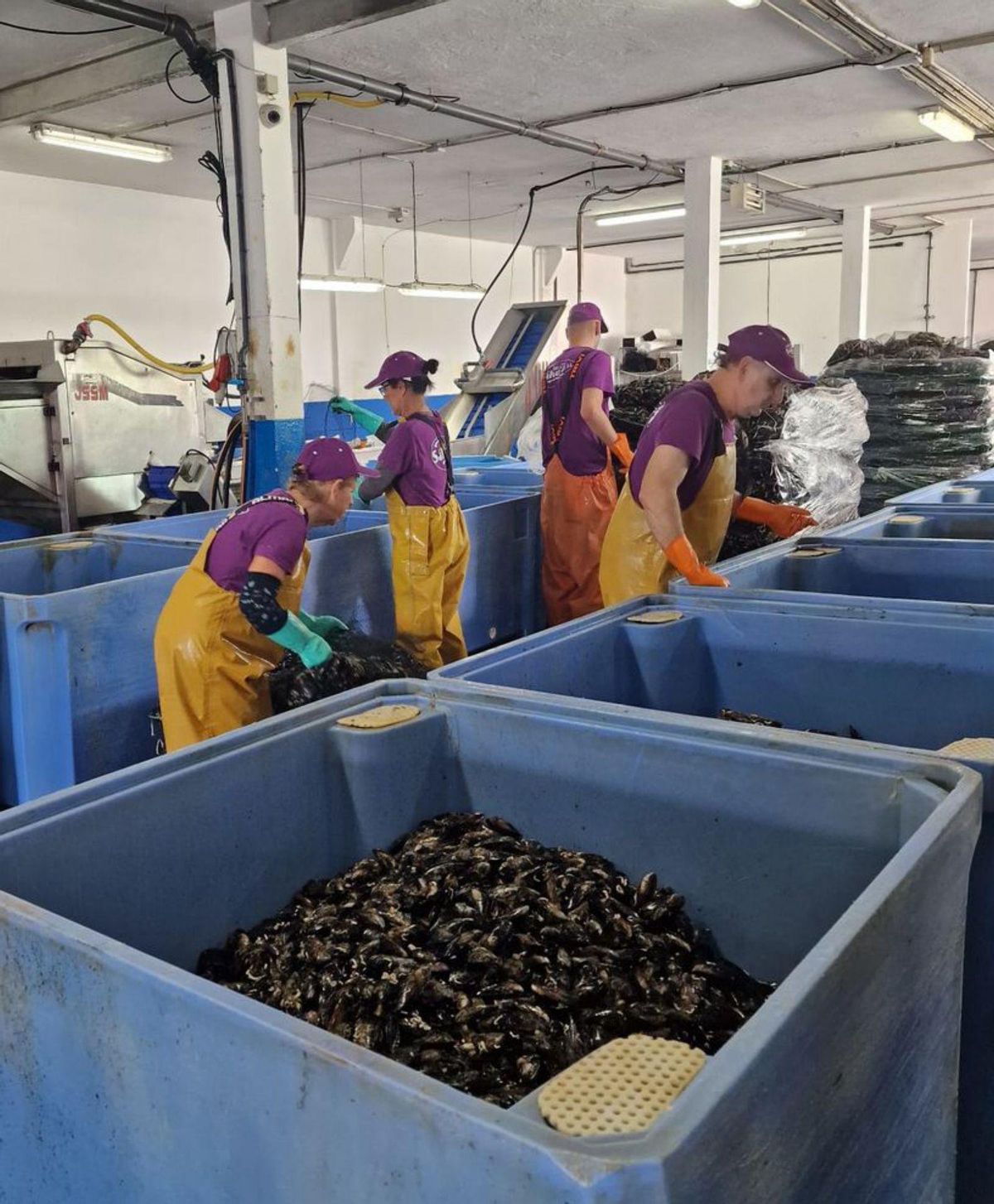 La depuradora de moluscos
Mariscos Sálvora, en
Vilaxoán (Vilagarcía),
a pleno rendimiento,
ayer. | // FDV