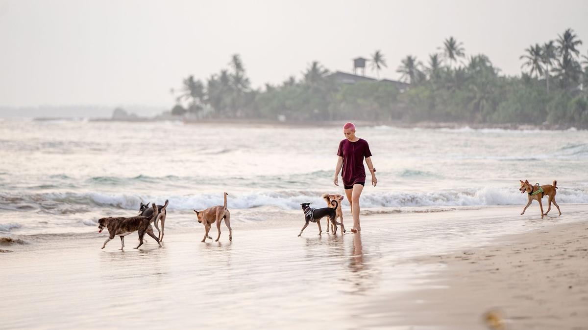 Una mujer camina por una playa con varios perros.