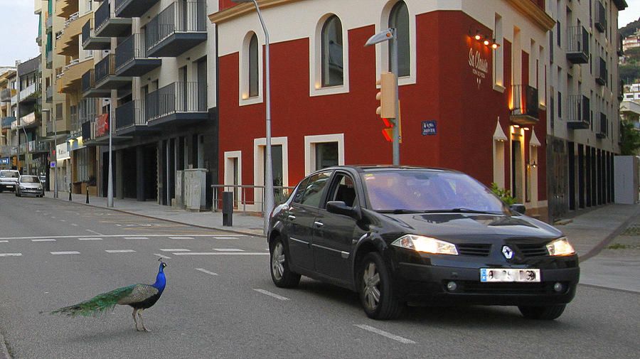 Uns paons campen per diferents carrers de Blanes