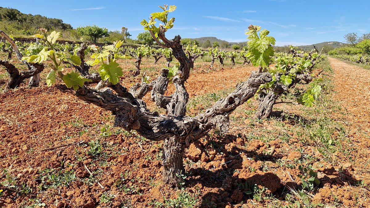 Ejemplo de cepas viejas de Ibizkus de la variedad de uva monastrell ibicenca.
