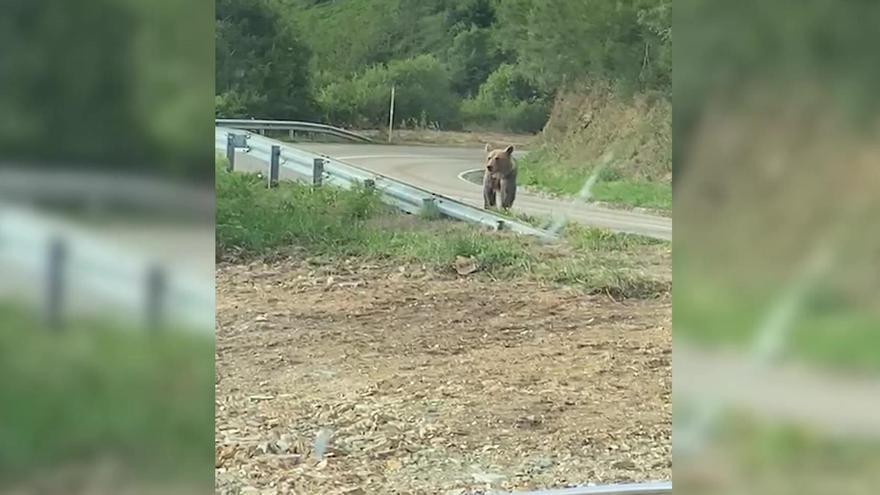 Nuevo encuentro con un oso en Cangas del Narcea: dos vecinos pudieron espantar al animal