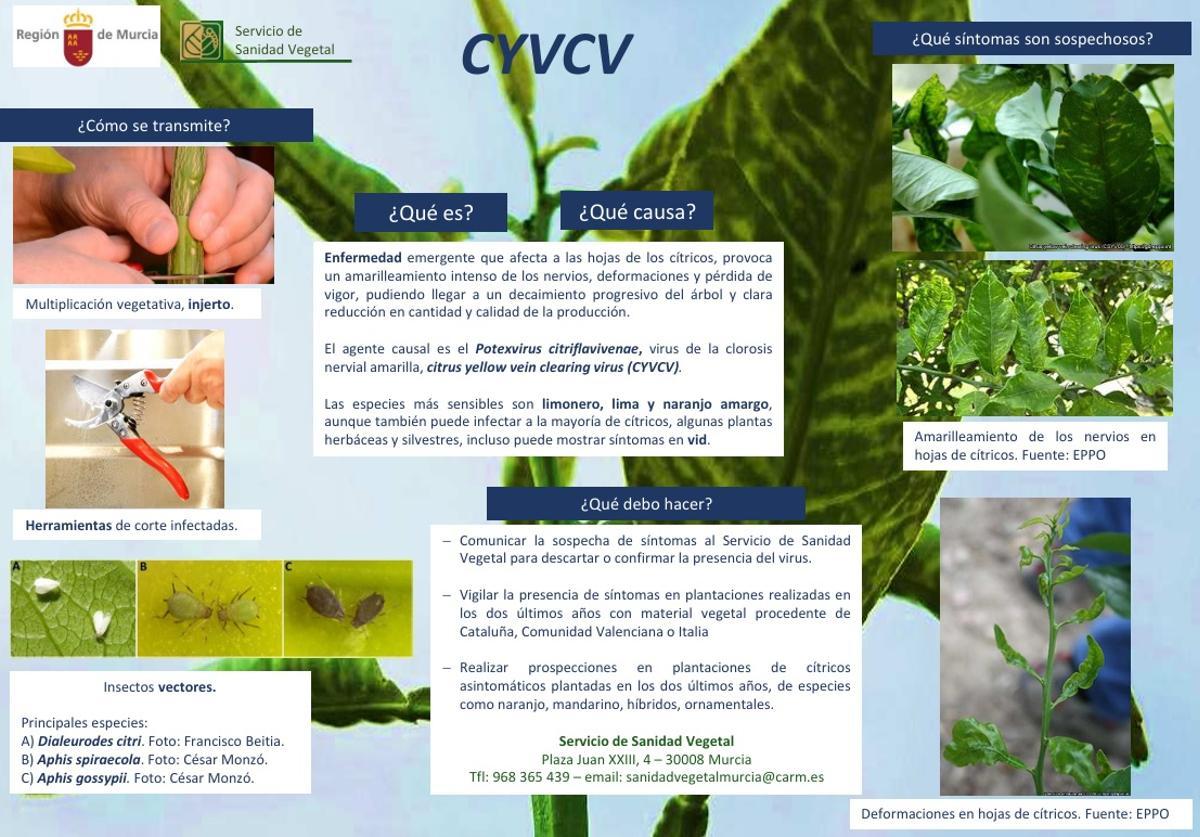 Divulgación sobre la Clorosis nervial amarilla