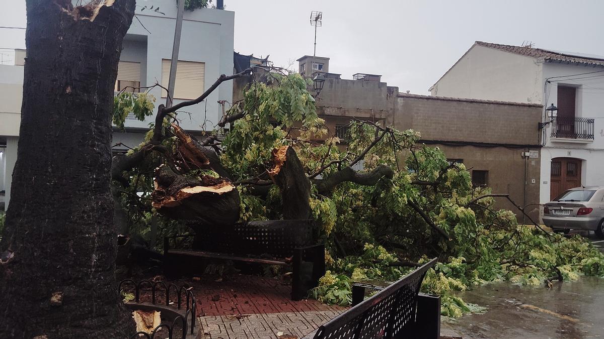 Así quedó el árbol y la plaza