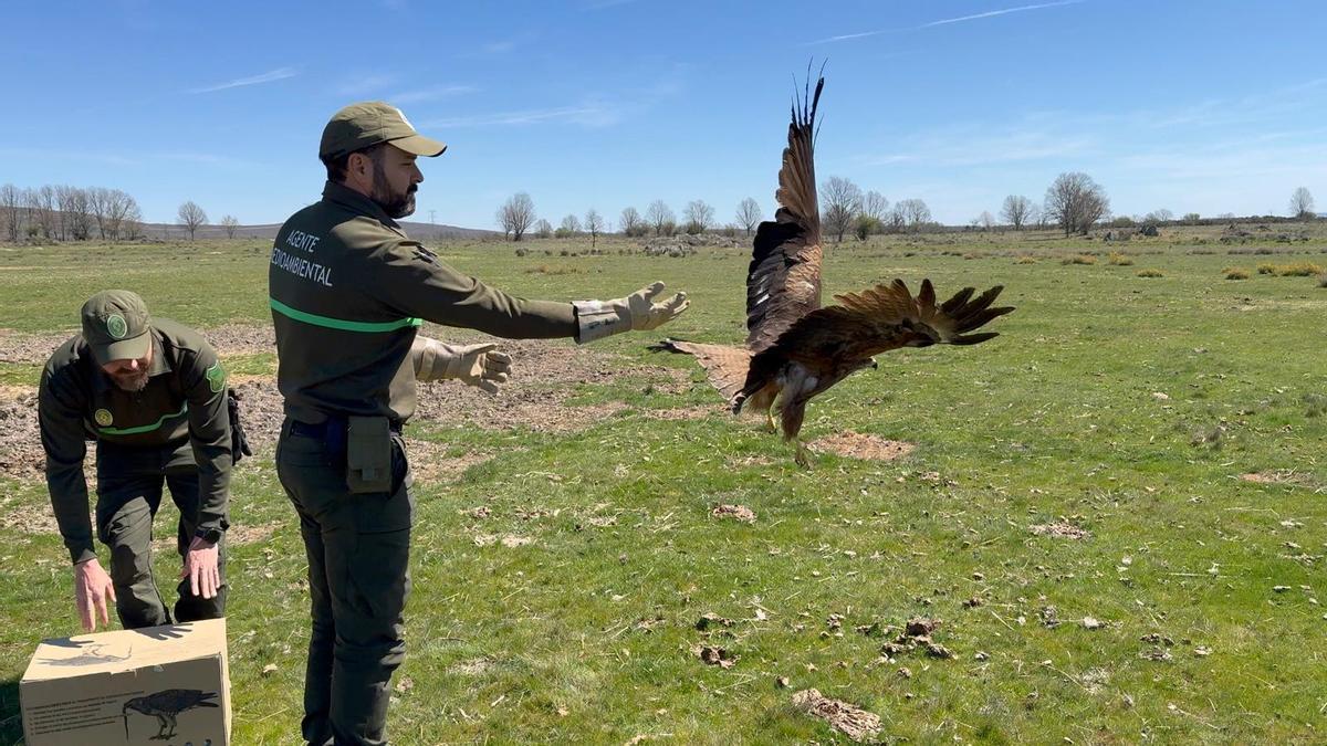 Suelta del milano real herido y recuperado en Cernadilla