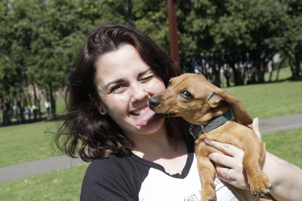 Concentración de perros teckel en Los Pericones.