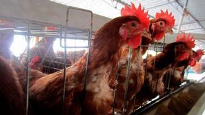 El norte de Europa, en peligro por un brote de gripe aviar descontrolado