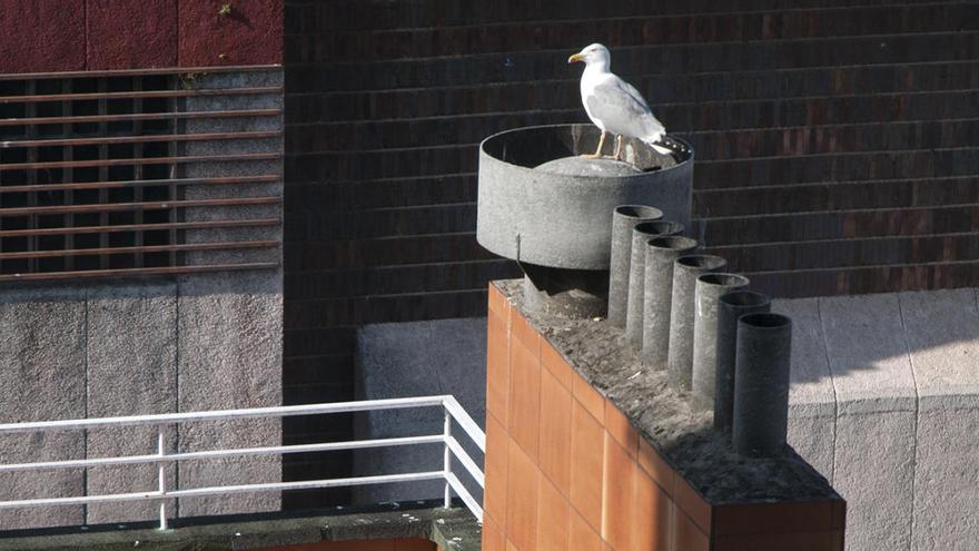 La retirada de nidos de gaviota en comunidades de vecinos se inicia en mayo