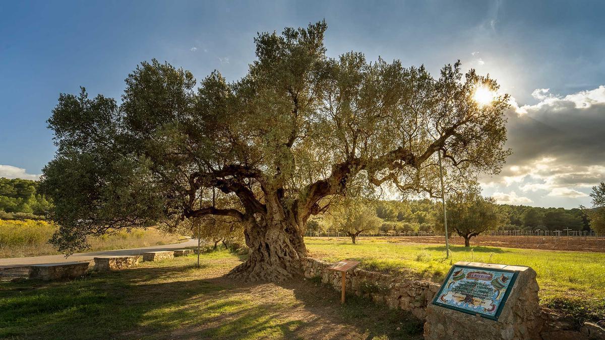 La Diputación reivindica el valor de los olivos milenarios de Castellón con la reedición de ‘Olivos de Castellón. Paisaje y cultura’