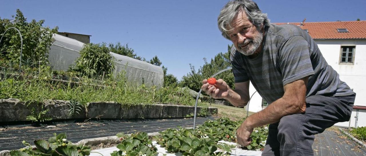 Enrique Banet, con fresas que cultiva en la sede de la Fundación Galiza Verde. |   // BERNABÉ