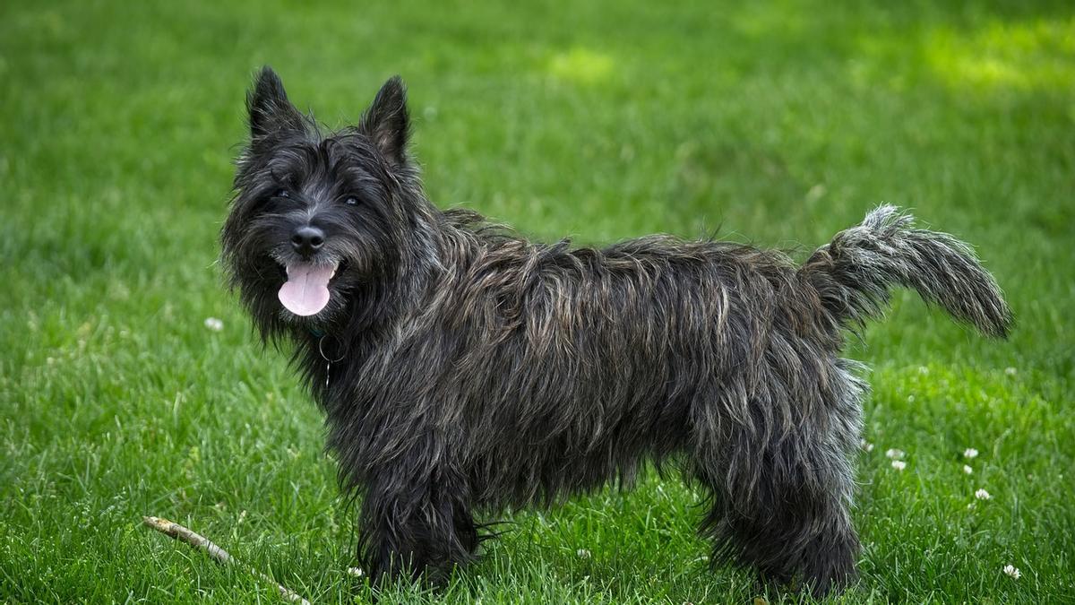 Los Cairn Terriers son razas de perros pequeños que se adaptan a vivir en pisos