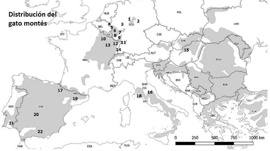 Distribución del gato montés