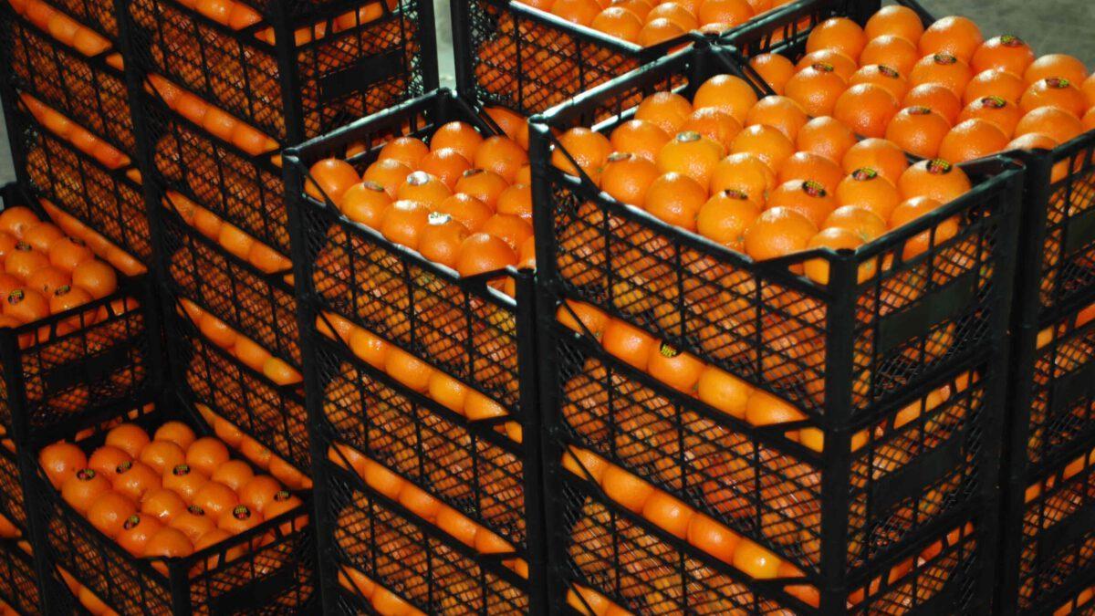 Cajas de naranjas importadas de Turquía.
