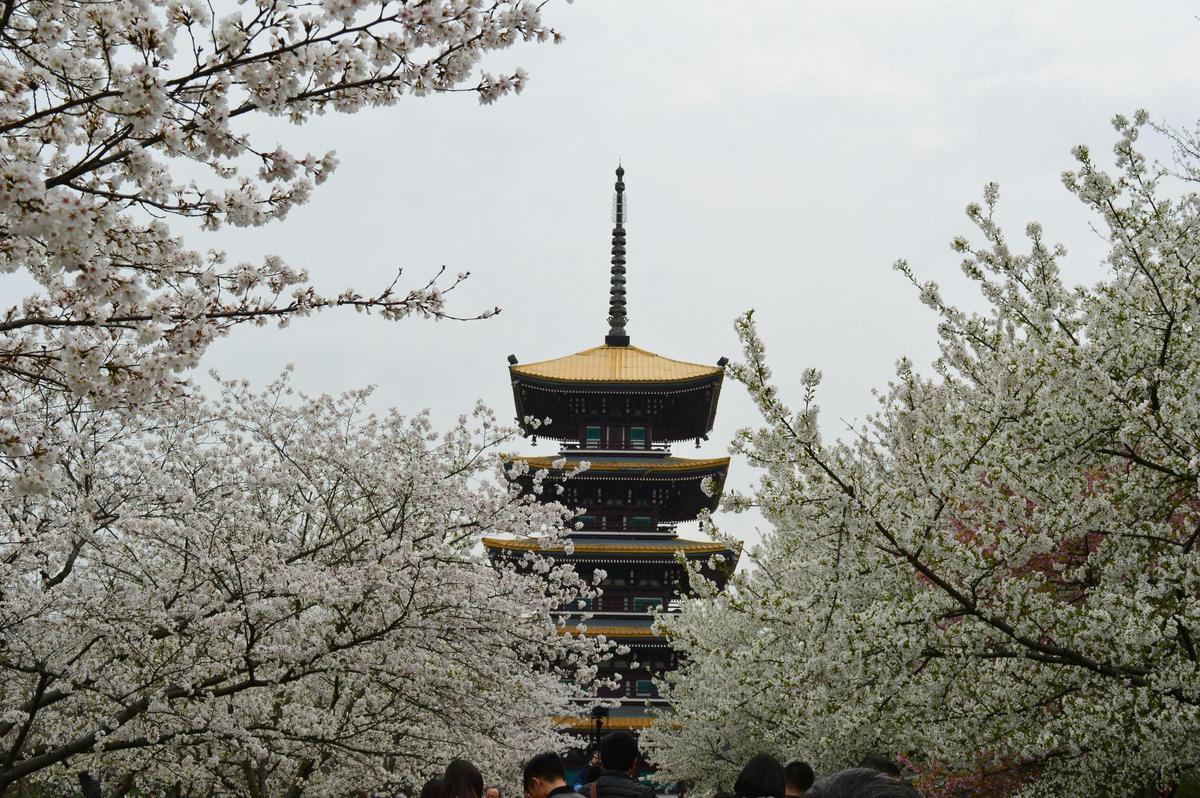 La primavera es la mejor época del año para visitar Japón.