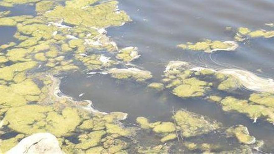 El calor causa la muerte de los peces del río Seco de Castellón