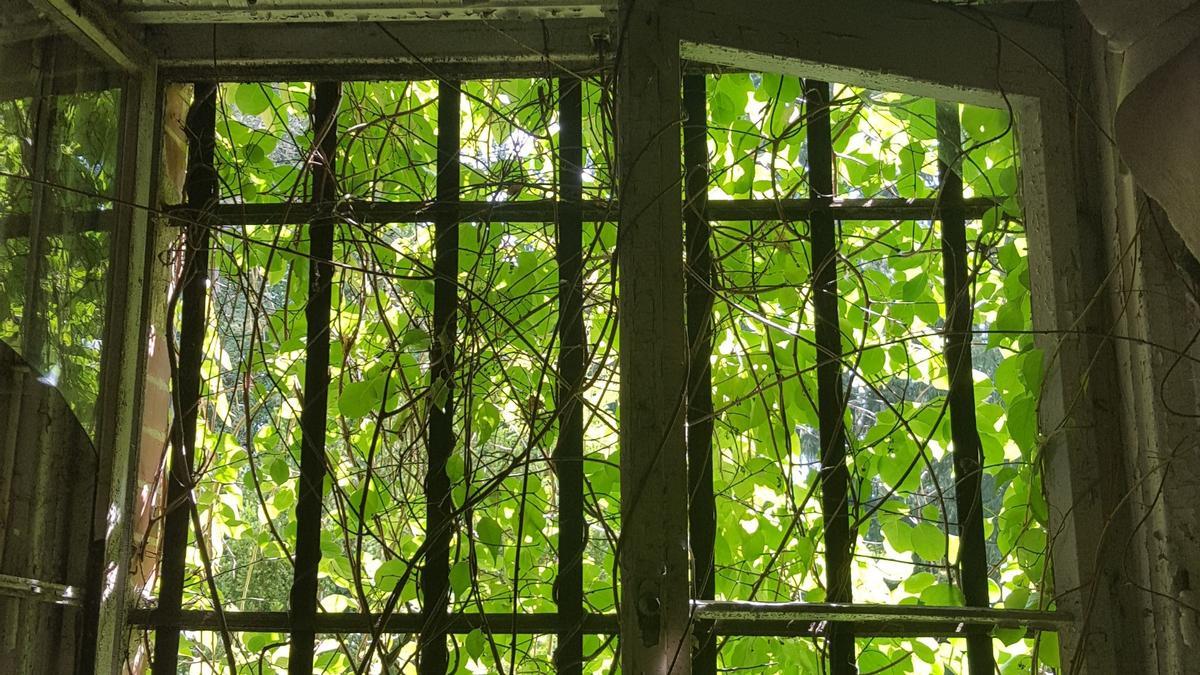 Ventana de hospital con vistas a la naturaleza.