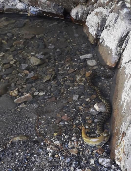 Espectacular secuencia en el Sella de una culebra tragando una trucha