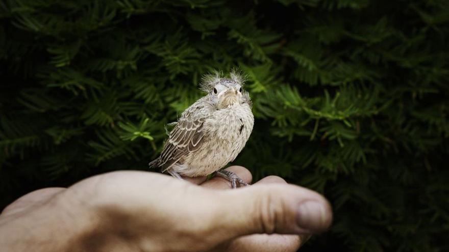 Cuando me encuentro un pájaro no sé qué hacer