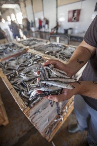 La pesca del boquerón regresa a lo grande en Torrevieja tras darse casi por extinguido