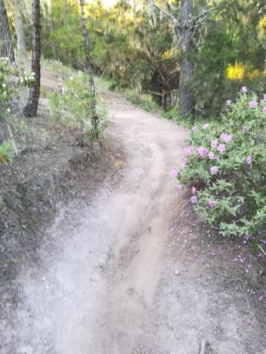 Agaete arregla y limpia el camino a Tamadaba