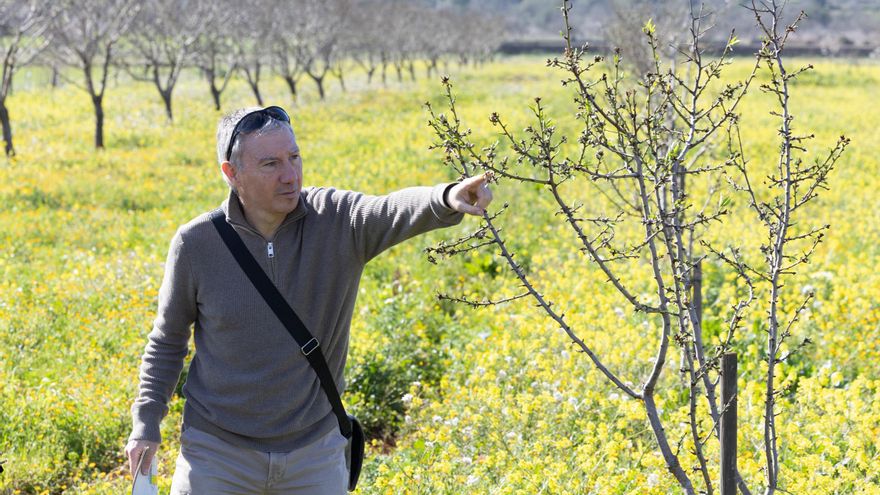 Recuperar el Pla de Corona: «Los primeros años de la vida de los almendros son cruciales»