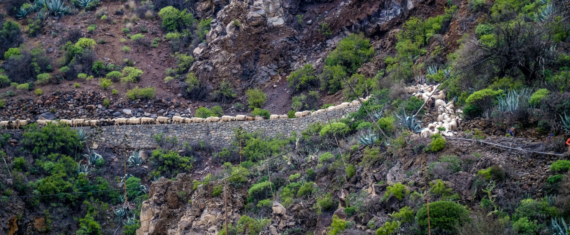 Transhumancia en Tejeda