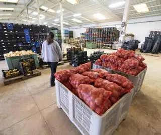 Las lluvias retrasan la cosecha de la patata y reducen su producción un 80%