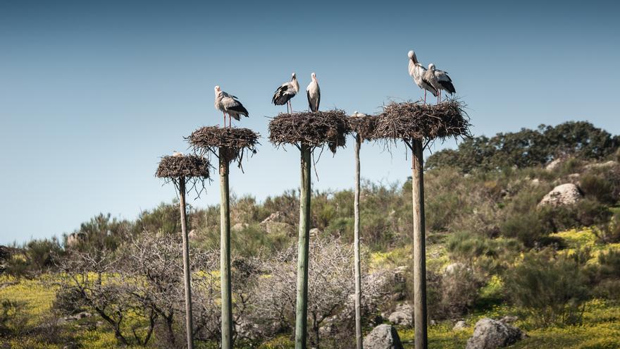 La XXXII Semana de la Cigüeña de Malpartida de Cáceres programa actividades para todos los públicos en torno a esta especie