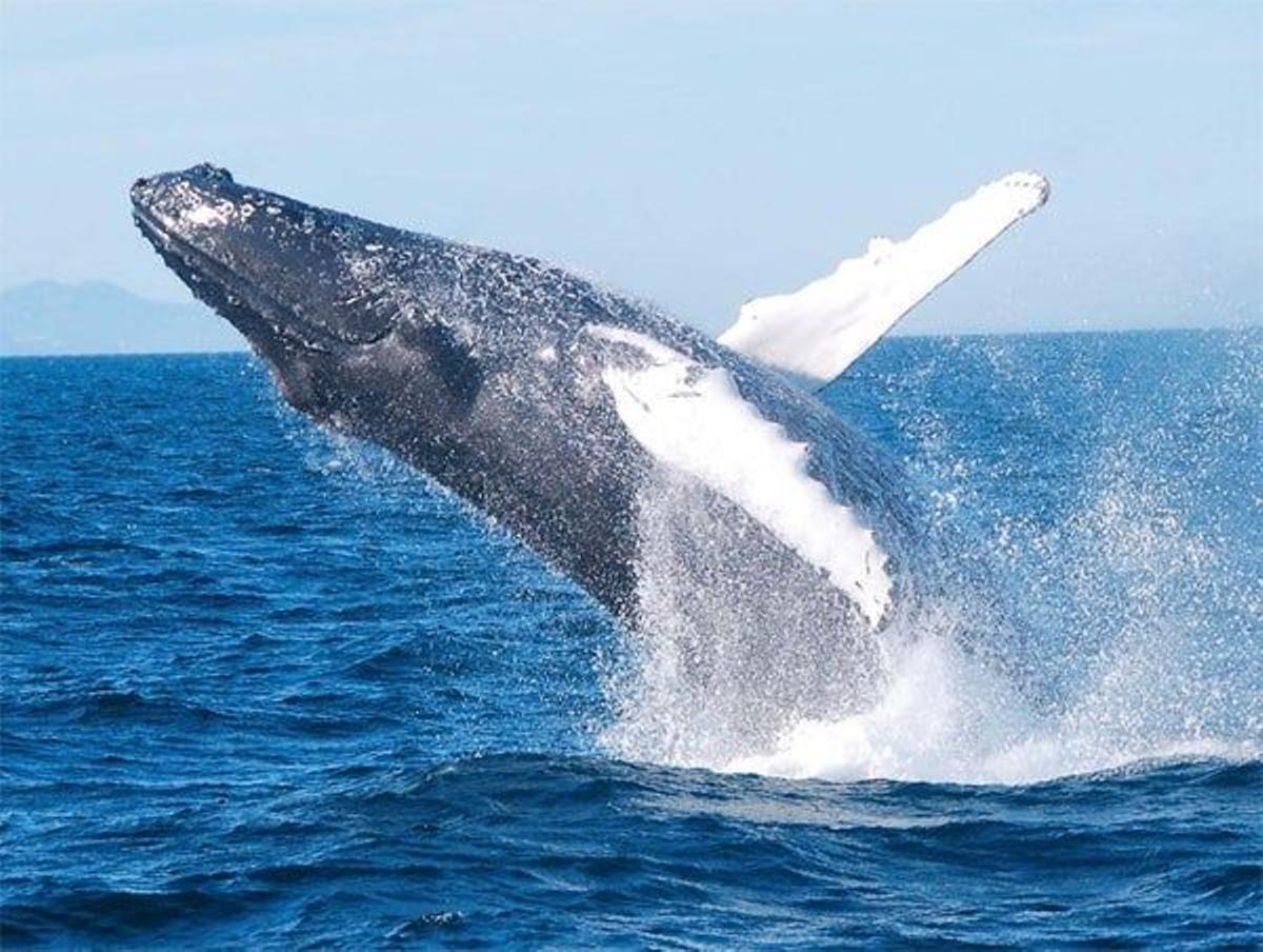 Un barco turístico islandés nos permitó disfrutar de una gran experiencia: el avistamiento de bal