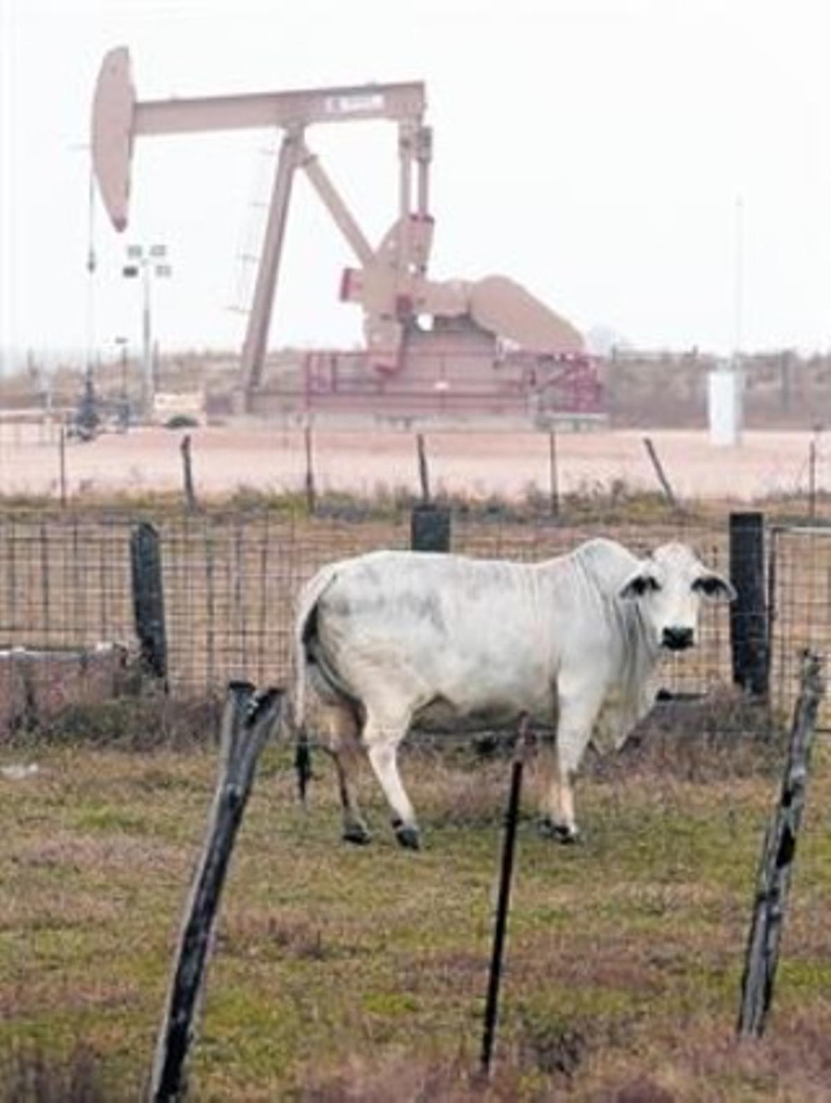 Una vaca pastura al costat d’un pou de petroli a l’Eagle Ford Shale, a Texas.