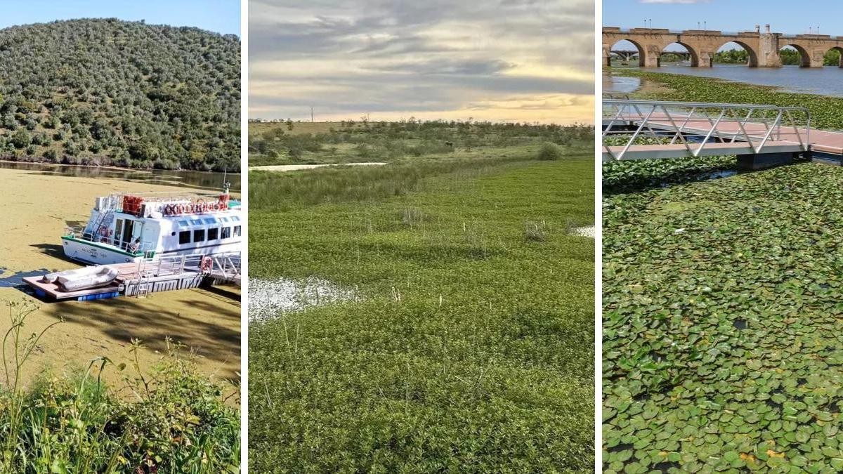 Plantas invasoras en los ríos extremeños