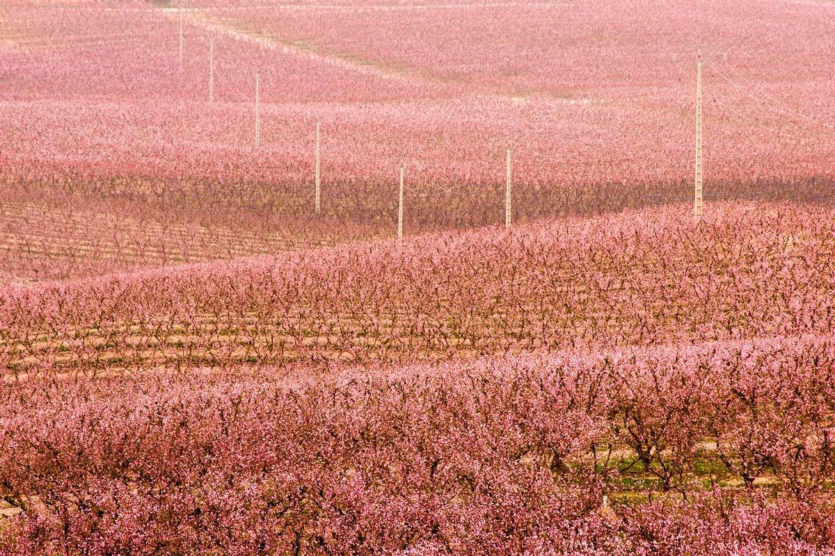 Árboles en flor, Aitona