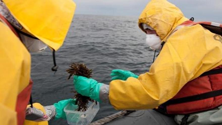 Miembros de Greenpeace recolectando muestras de agua y algas cerca de la costa de Fukushima.