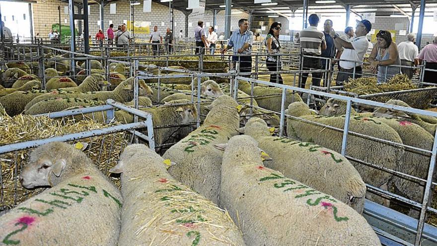 El salón del ovino potenciará con actividades el consumo de cordero