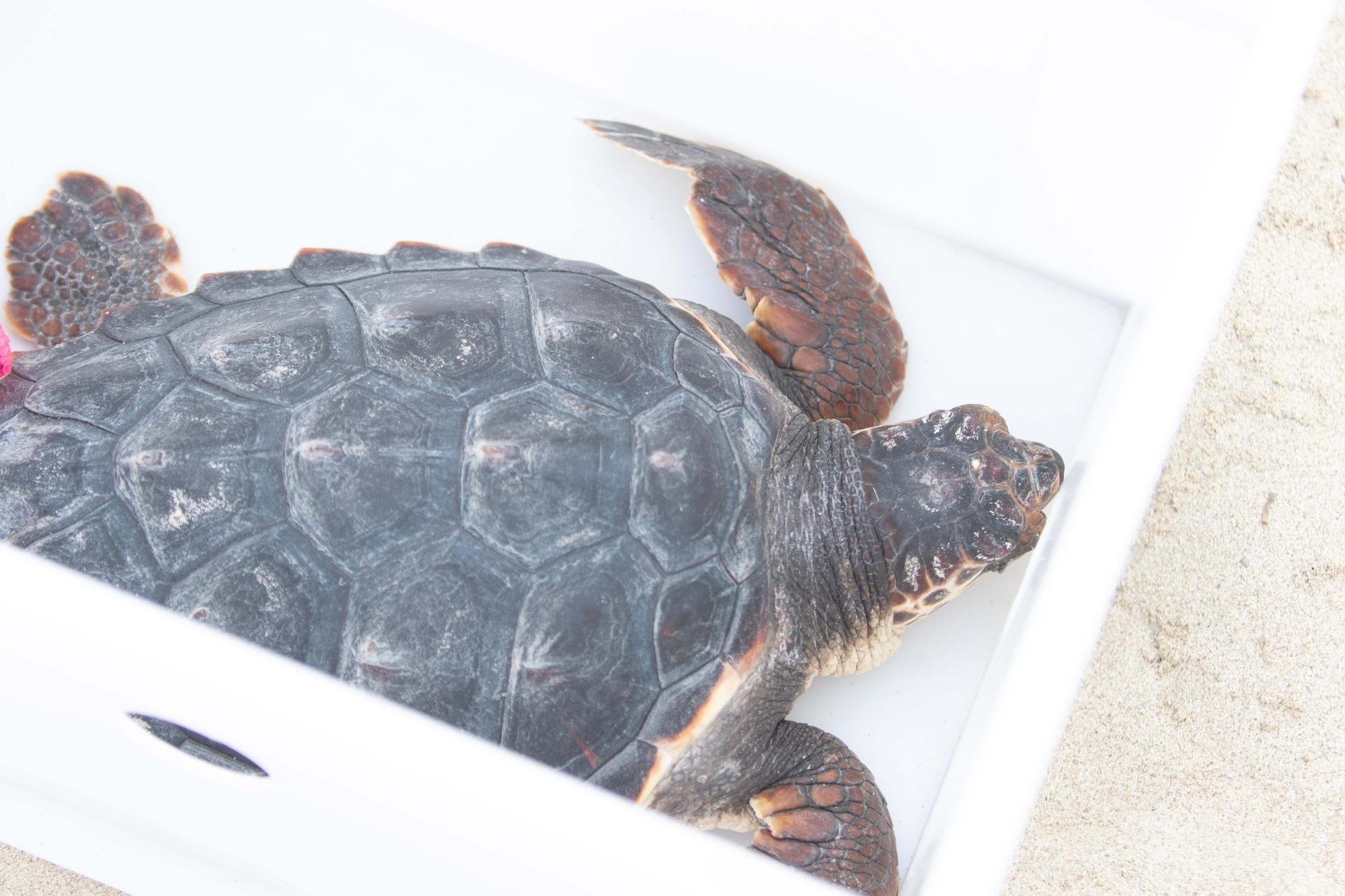 Ponen en libertad a las primeras tortugas nacidas en una playa de Ibiza