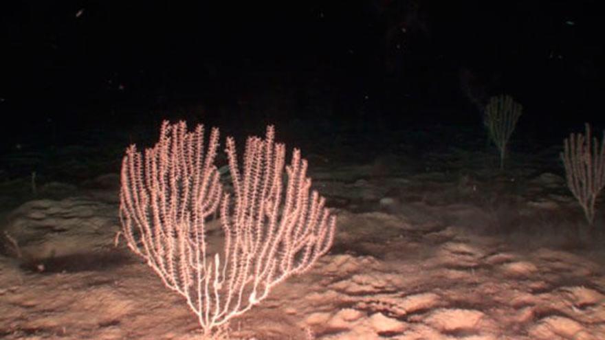 Coral bambú (Isidella elongata)