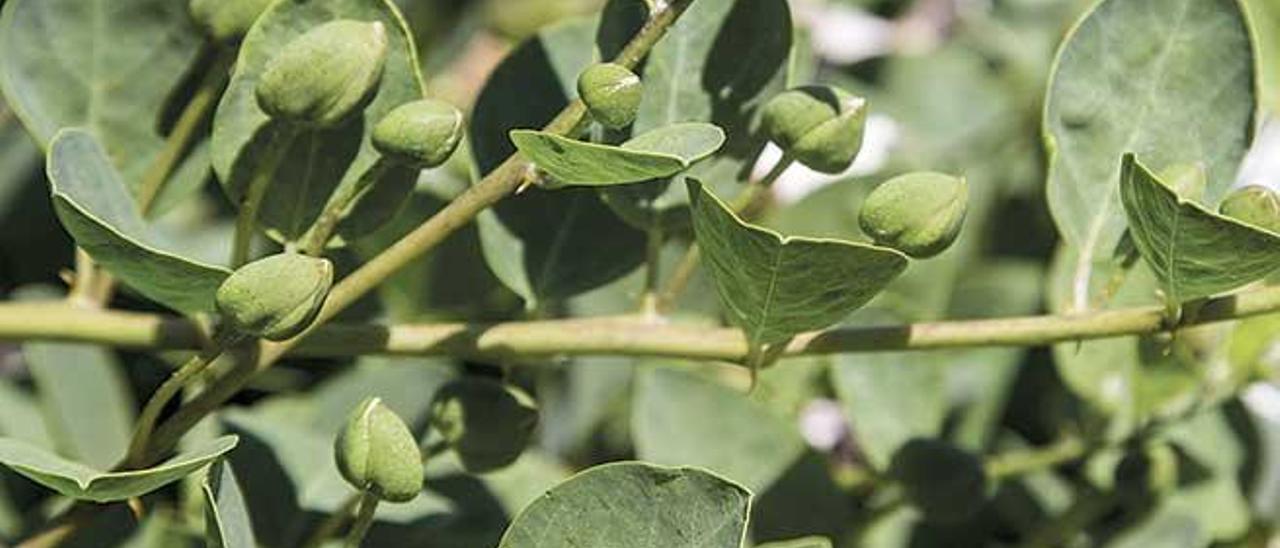 Un alimento con historia, en la cocina mallorquina