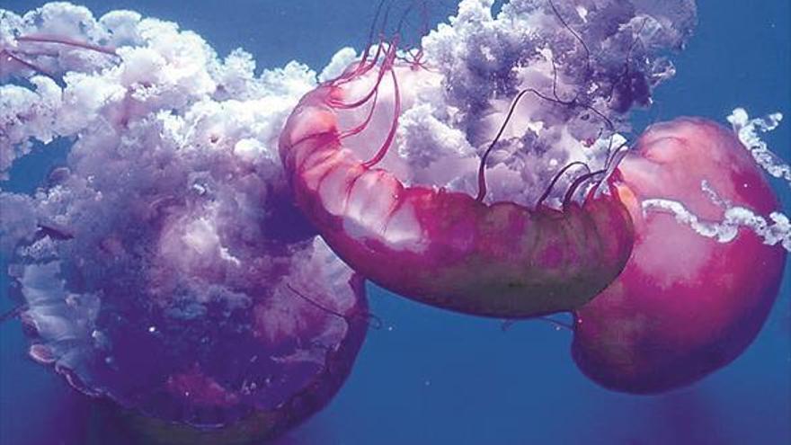 Neixen més de deu mil meduses en menys d’un any en l’Oceanogràfic