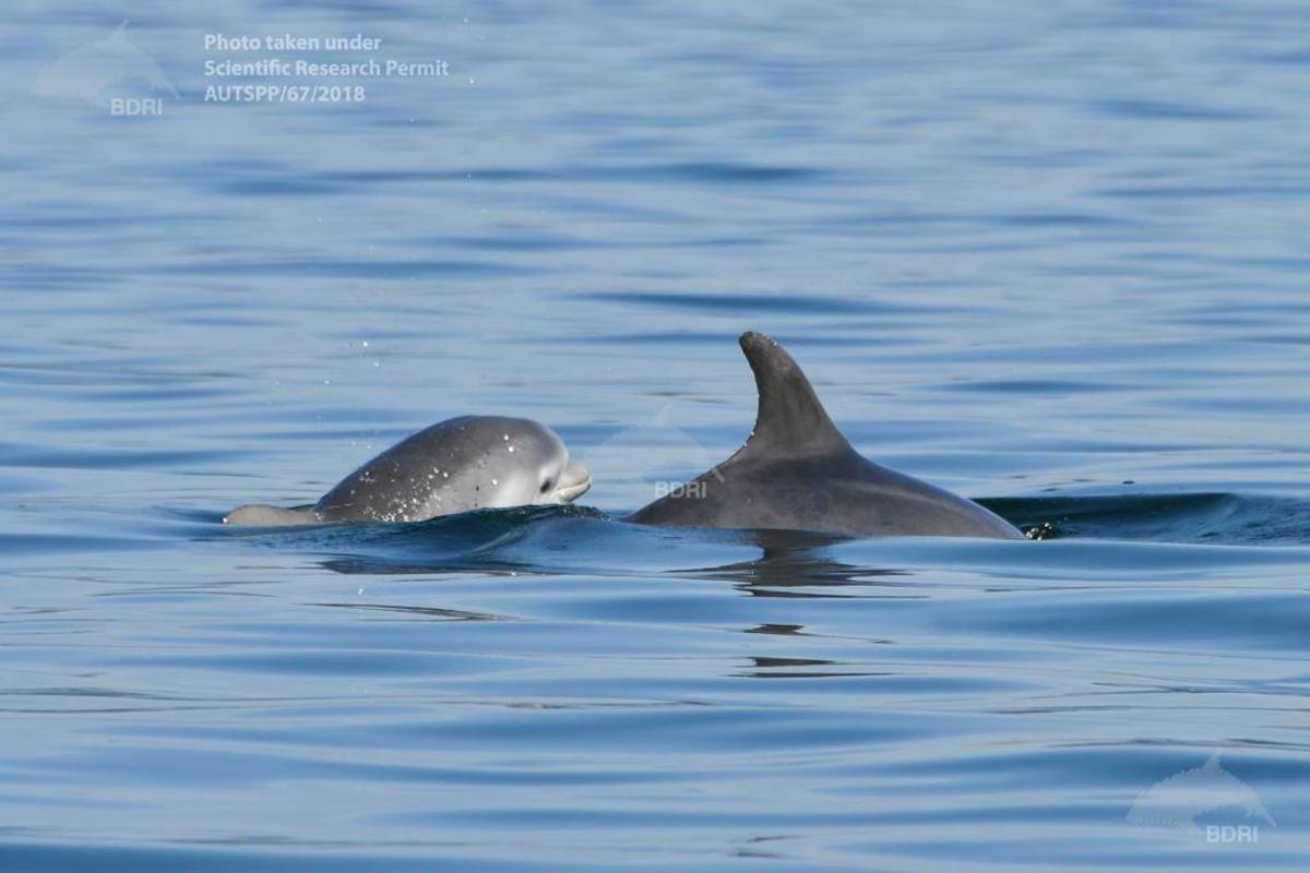 El buen tiempo propicia la fotoidentificación de crías de delfín mular