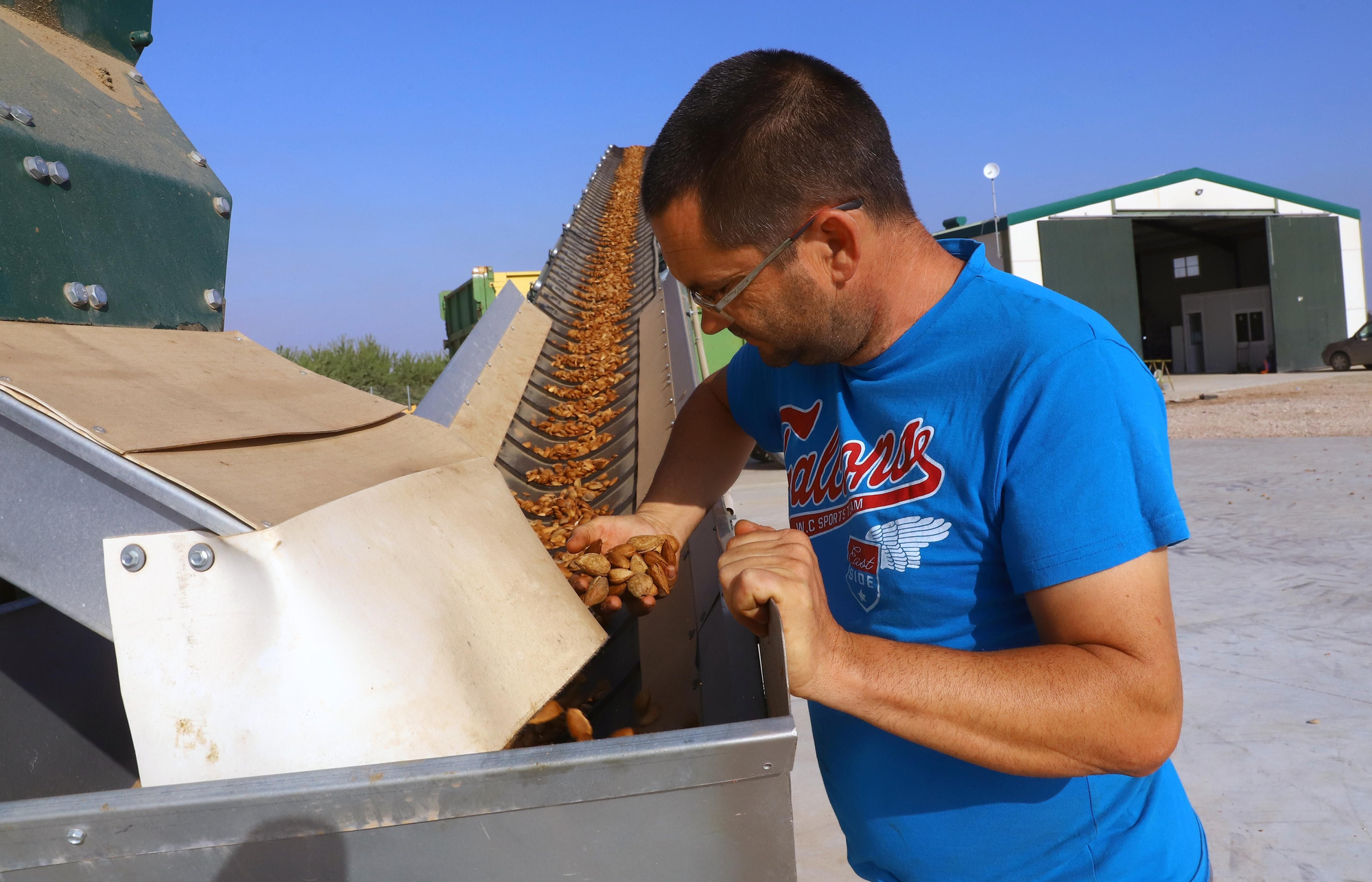 Comienza la recogida de la almendra en Córdoba