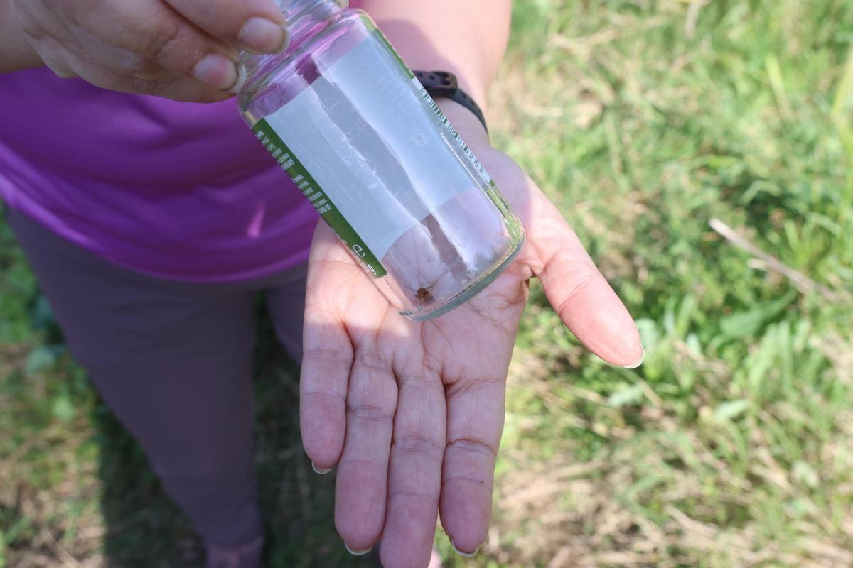Unes 85 perosnes aficionades a la natura han participat al Bioblitz