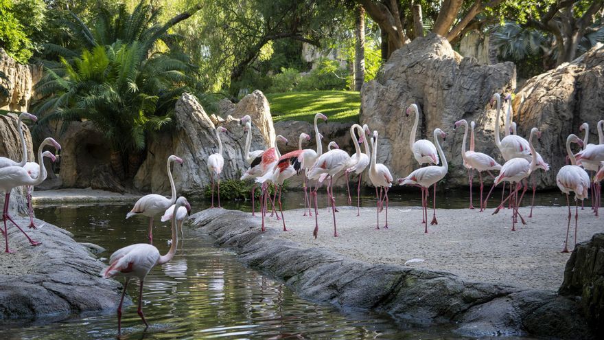 Visita este verano Bioparc Valencia, un auténtico oasis de naturaleza salvaje