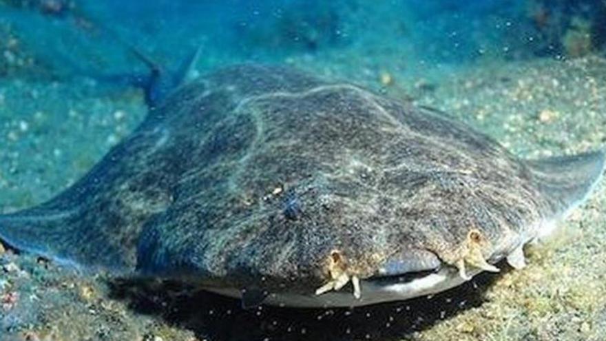 Un tiburón en peligro crítico de extinción muere en una playa de Canarias