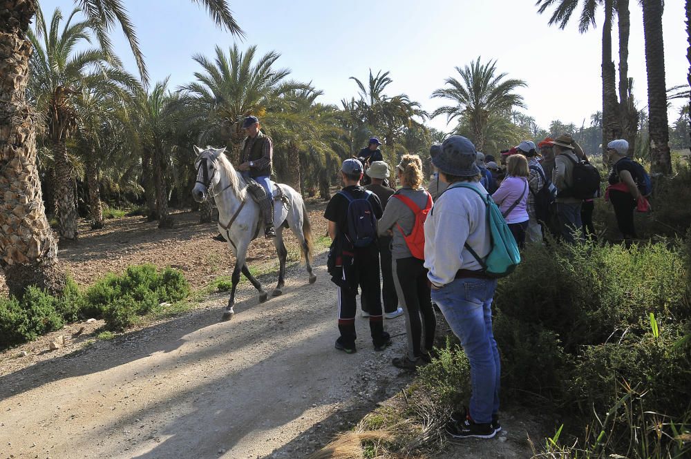 Palmeras de Elche importadas a Japón