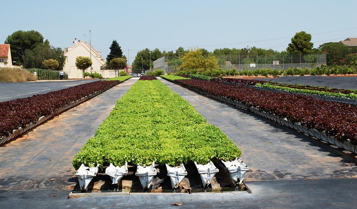 Cajamar ofrece a agricultores y a ganaderos una gestión integral, analizando cada caso particular y facilitando liquidez inmediata.