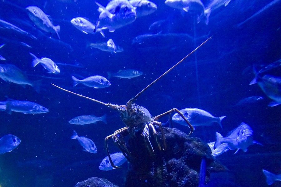 Reapertura del acuario Poema del Mar